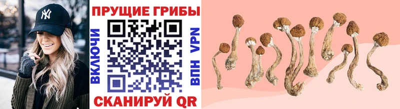Псилоцибиновые грибы Psilocybe  магазин  наркотиков  Славянск-на-Кубани 